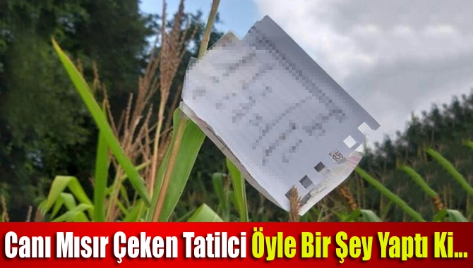 Kandıra Yusufça mevkiindeki bir mısır tarlasından 7 baş mısır koparan