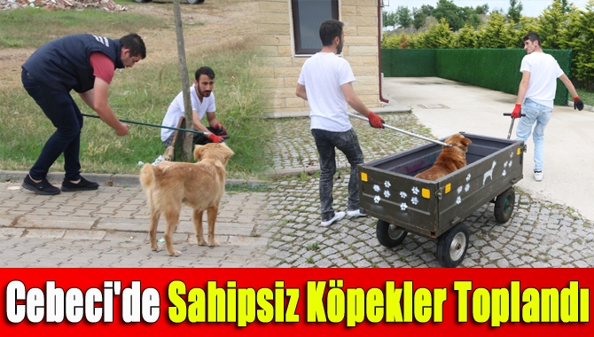 Kandıra Cebeci ve diğer tatil beldelerindeki sokak köpekleri, Büyükşehir Belediyesi