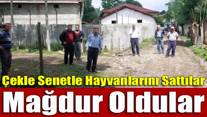 Kandıra, İzmit, Derince ve Gebze’deki hayvan yetiştiricileri, aynı kişiler tarafından