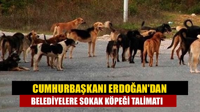 Sokaklarda bulunan başıboş hayvanların yerinin barınaklar olduğunu söyleyen Erdoğan, "Tüm