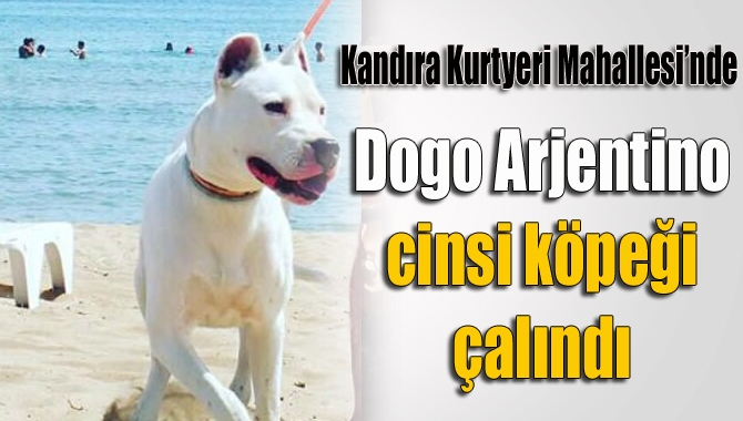 Kandıra’nın Kurtyeri Mahallesi’nde Dogo Arjentino cinsi köpeği çalınan vatandaş, yardım