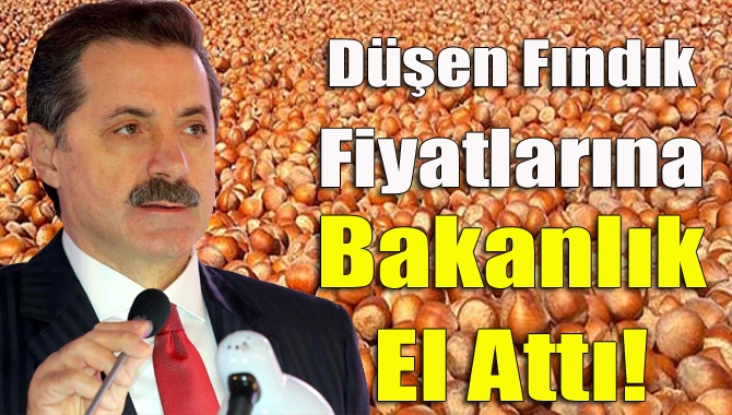 Fındık fiyatlarının aşırı düşmesi Gıda, Tarım ve Hayvancılık Bakanlığı'nı harekete