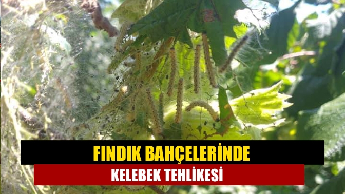 Kandıra Ziraat Odası, fındıkta görülen Amerikan Beyaz Kelebeğine karşı üreticiyi