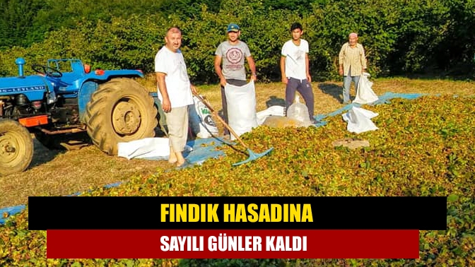 Fındık hasadına sayılı günler kala üreticiler mahsullerini toplamak için fındık