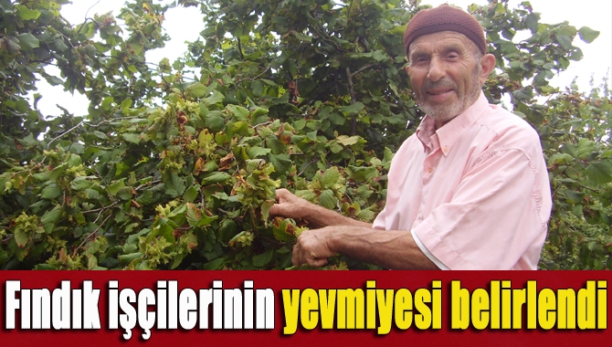 Fındık üreticileri kavurucu sıcaklara rağmen mahsullerini toplamaya başlarken, merakla beklenen