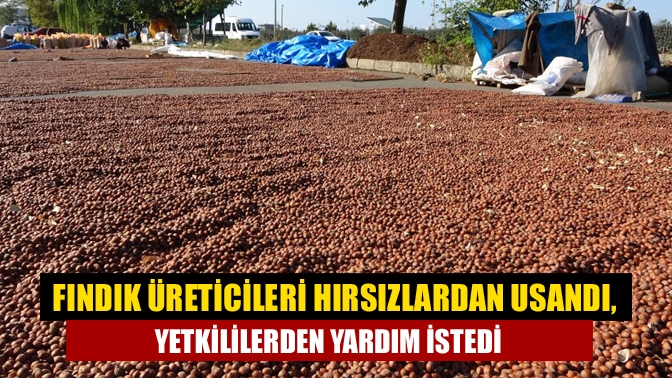 Kandıra Ziraat Odası başkanı Erdal Çetin, artan fındık hırsızlığı olaylarına
