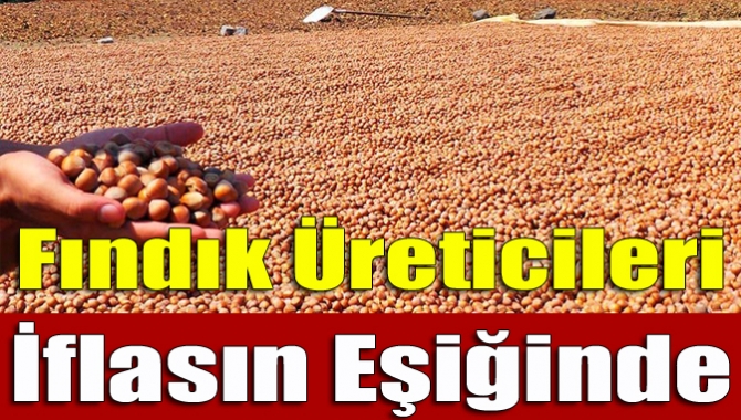 Kandıra’da Fındık üreticileri artık iflas noktasına geldi. İşçilik yevmiyelerinin 100