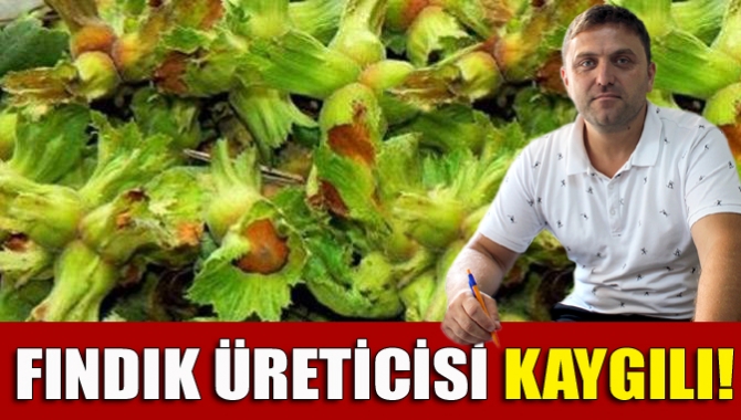 Bu yıl Kandıra’daki fındık verimi yüksek olmasına rağmen sürekli düşen