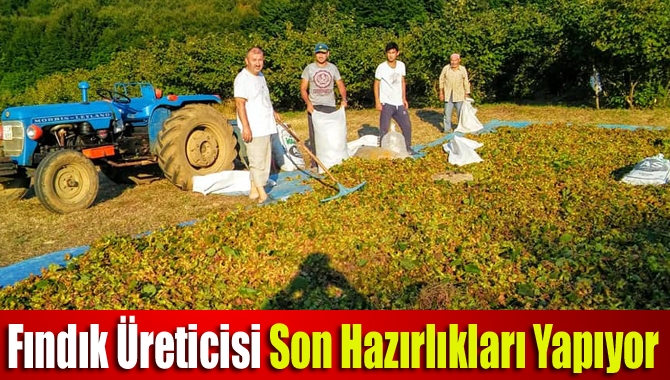 Kandıra’da fındık üreticileri mahsullerini toplamak için fındık bahçelerine inmeye hazırlanıyor.