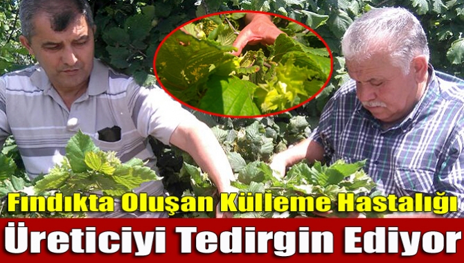 Kandıra bölgesindeki fındık ağaçlarında son 2 yıldır gözlenen külleme hastalığı,