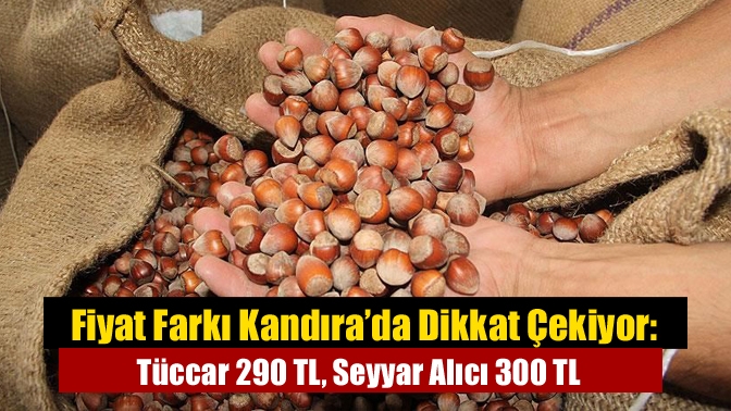 Kandıra’da fındık fiyatları yükseliyor. Köylerde seyyar alıcılar 300 TL ile