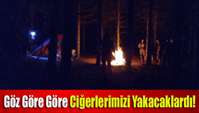 Kandıra Kerpe'de çam ormanında ağaçların arasında kendini bilmez vatandaşlar tarafından
