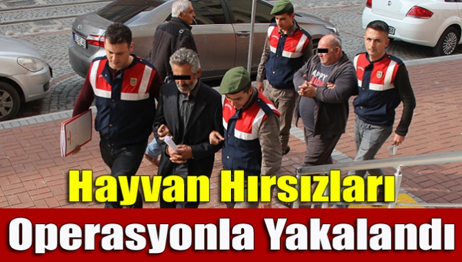 Kocaeli İzmit İlçesinde değişik tarihlerde 4 büyükbaş hayvan hırsızlığını araştıran 