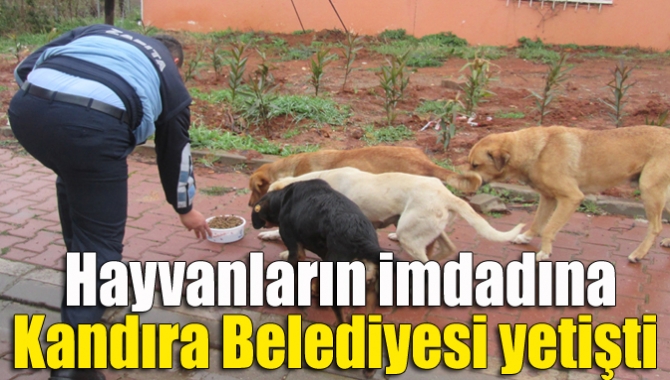 Yiyecek bulmakta zorlanan sokak hayvanlarının imdadına Kandıra Belediyesi ekipleri yetişiyor.