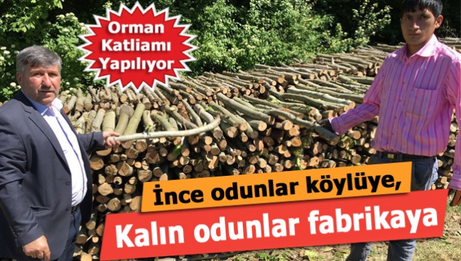Kandıra Dalca Mahallesi Muhtarı Mehmet Efe, ormanlarından kesilen ince odunların