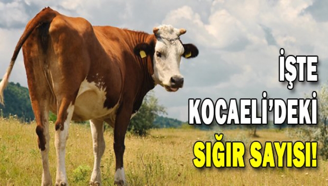 TUİK, hayvansal üretim istatistiklerini açıkladı. Buna göre Kocaeli’de 106 bin