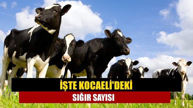 TUİK’in verilerine göre, Kocaeli’de büyükbaş hayvan sayısı 117 bin oldu.