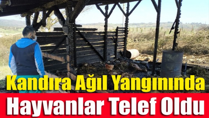 Kandıra Orhan Mahallesinde bir ağılda çıkan yangında,  5 koyun,