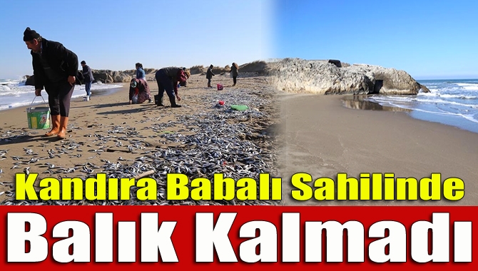 Kandıra’da kar suyunun denize ulaşmasıyla şoka giren balıklar sahile vururken,