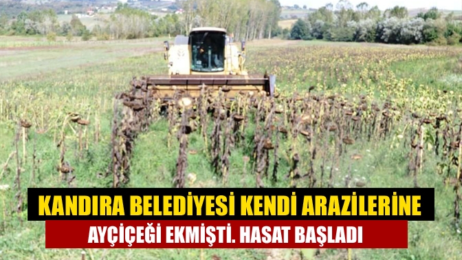 Kandıra Belediye Başkanı Adnan Turan, Belediye tarafından ekimi gerçekleştirilen ayçiçeği