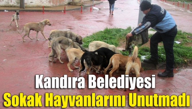 Kandıra’da kar yağışı nedeniyle yiyecek bulmakta zorlanan sokak hayvanlarının imdadına