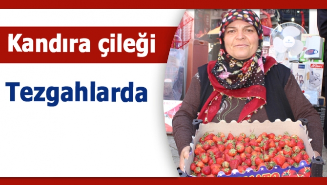 Kandıra’nın tamamen doğal meşhur köy çileği, pazar tezgâhlarını süslemeye başladı.