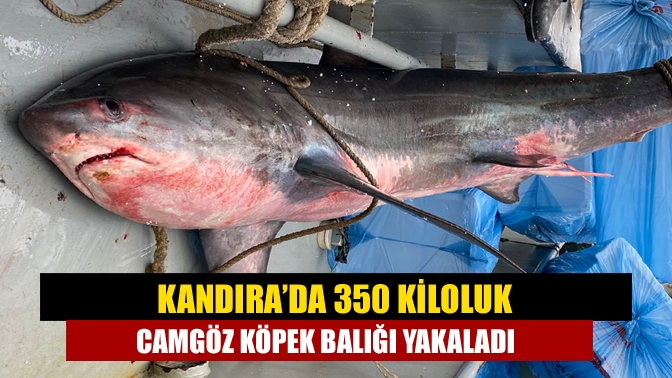 Gölcük’te balıkçılık yapan Murat Şahin, Kandıra Kefken açıklarında, 350 kilo