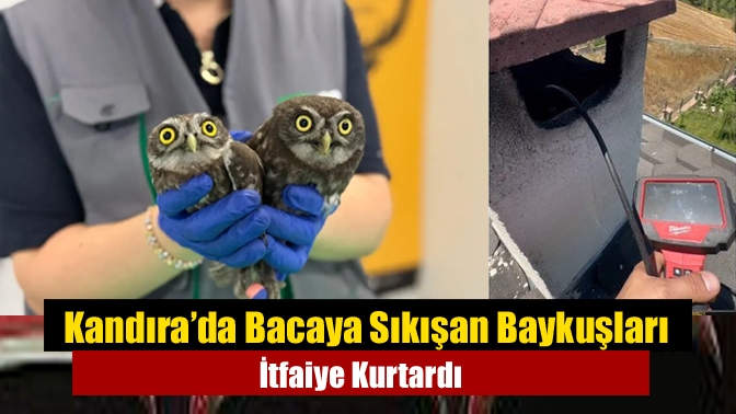 Kandıra Kaymaz’da bacaya sıkışan kukumav türü iki baykuş, Kocaeli Büyükşehir