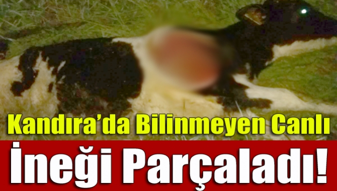 Kandıra’da meydana gelene olayda esrarengiz bir yaratık Potlar Mahallesi’nde 1