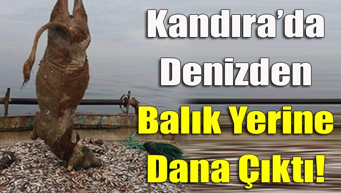 Kandıra’da balık tutulmak için tekne ile açılan balıkçıların ağına yaklaşık