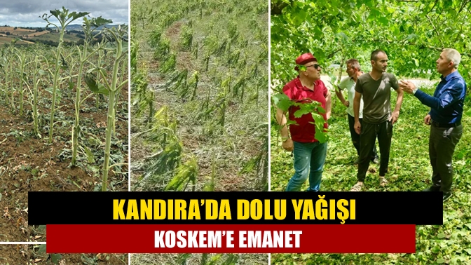 Kandıra’da aniden bastıran dolu yağışı bazı bölgelerde fındık bahçelerinde hasarlara