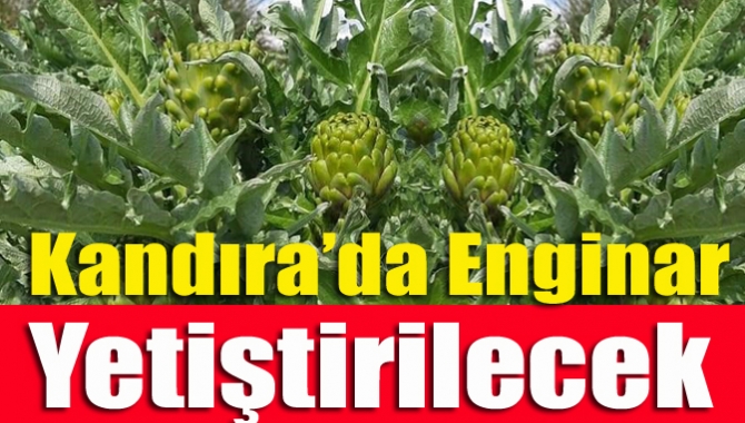 Bereketli topraklara sahip Kandıra ilçesinde enginar üretimi ve deneme çalışmaları