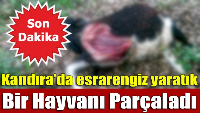 Kandıra’nın Çamkonak Mahallesi’nde gerçekleşen olayda esrarengiz bir yaratık 20 büyükbaş