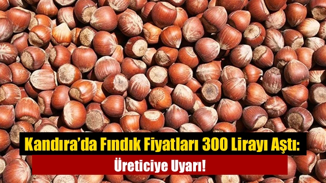 Kandıra’da serbest piyasada fındık fiyatları 300 TL seviyesine çıkarak üreticilerin
