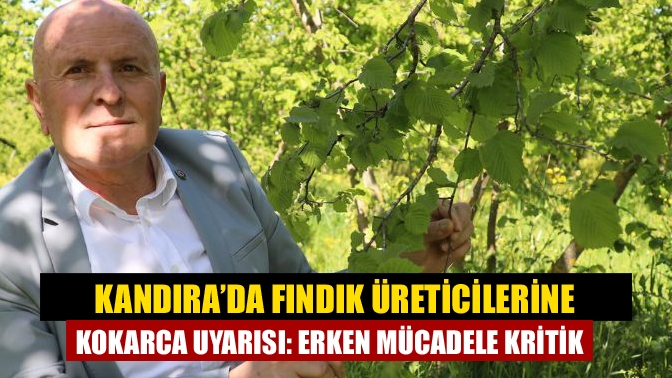 Kandıra Ziraat Odası, fındık üreticilerine kahverengi kokarca zararlısına karşı erken
