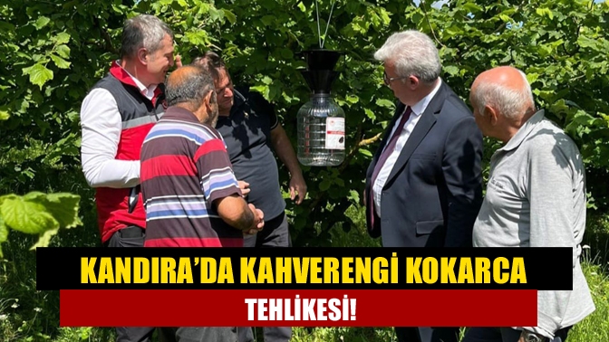 Kandıra’da Kahverengi Kokarca zararlısı, başta fındık olmak üzere birçok üründe
