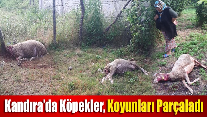 Kandıra Akçabey Köyü'nde  aç kalan sokak köpeklerinin saldırısı sonucu
