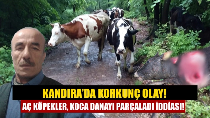 Kandıra Balaban Köyünde oturan Remzi Kocaman isimli çiftçi, ahırdan çıkartıp