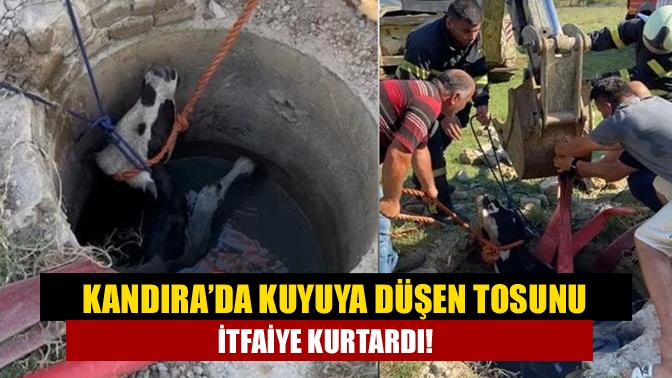 Kandıra’da kuyuya düşen tosun, itfaiye ekiplerinin çalışmaları sonucu kuyudan çıkartılarak