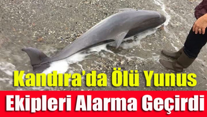 Kandıra ilçesinde vatandaşlar tarafından karaya vurmuş ölü yunus bulundu. Ekipler