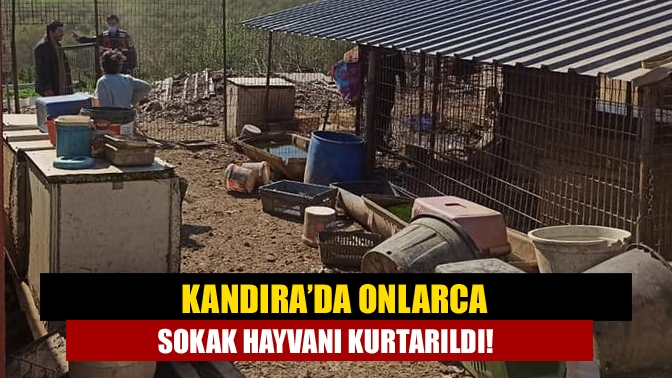 Kandıra’da kötü şartlarda tutulan onlarca sokak hayvanı kurtarıldı. Sokak hayvanları