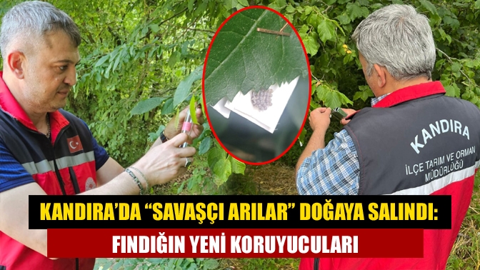 Kandıra’da biyolojik mücadele kapsamında kahverengi kokarca yumurtalarına parazit yapan 5.000