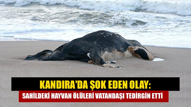 Kandıra'da farklı sahillere vuran 4 büyükbaş hayvan ölüsü, belediye ekiplerince
