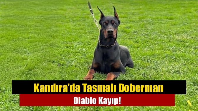 Kandıra Orhan Mahallesi’nde Tarık Şengün’e ait “Diablo” isimli tasmalı Doberman