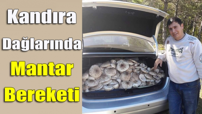 Yağmurun ardından Kandıra dağlarında mantar bolluğu yaşanıyor.