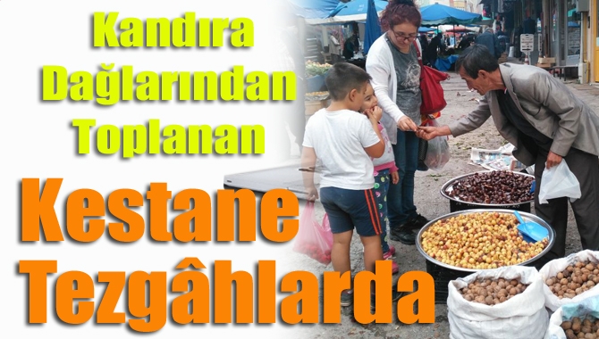 Soğuk kış akşamlarının vazgeçilmezi olan kestane, Kandıra’nın dağlarından toplanarak tezgâhlara