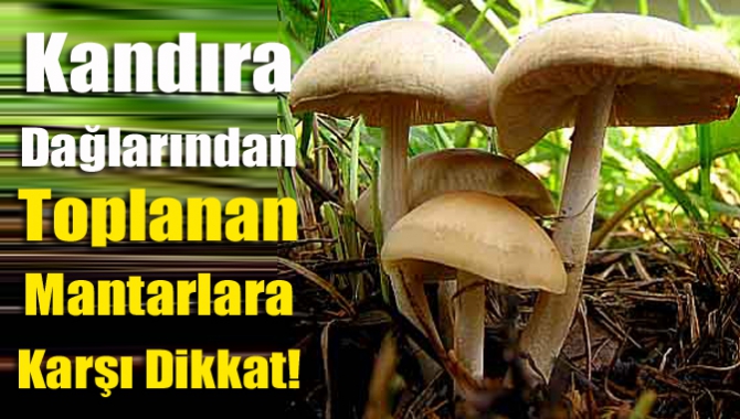 Son zamanlarda mantar zehirlenmesinin sık karşılaşıldığı Kandıra'da yetkililer vatandaşlara doğal