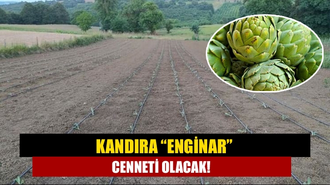 Kandıra’da önemli bir tarım çalışması başlatıldı. Kandıra’da 10 bin enginar