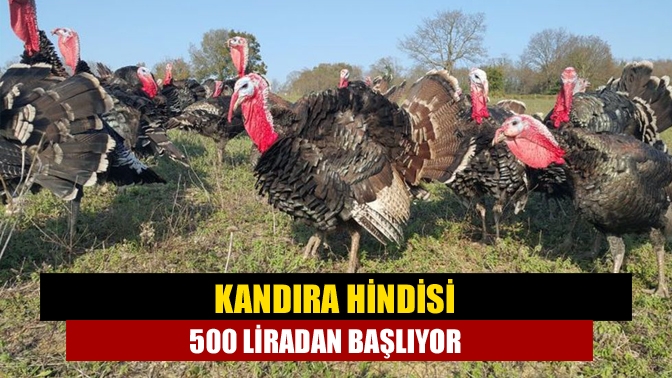 Kandıra Hediyeli Köyü’nde doğal ortamda geleneksel yöntemlerle yılbaşına özel yetiştirilen
