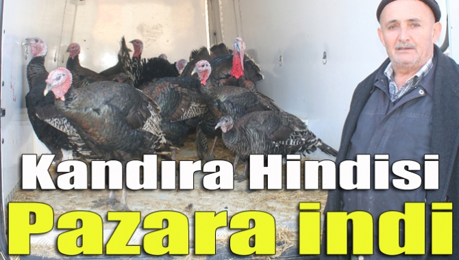 Kandıralı hindi üreticileri tarafından doğal ortamlarda yetiştirilen ve lezzetiyle ünlü